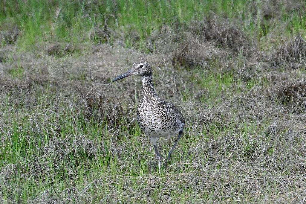 Sandpiper, Willet, 2025-05087795 Parker River NWR, MA.JPG - Willet. Parker River National Wildlife Refuge, MA, 5-8-2025